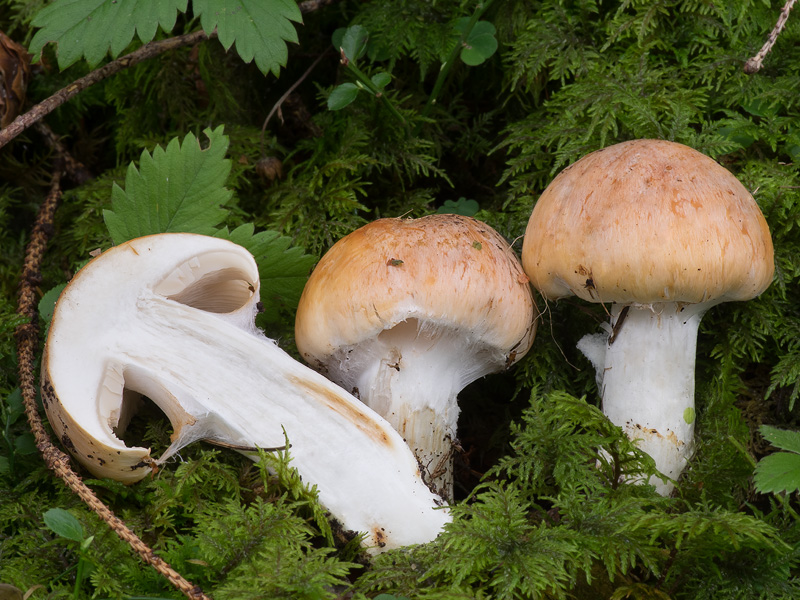 Cortinarius claricolor